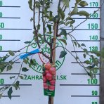 Jabloň domáca (Malus domestica) ´FLORINA´- jesenná, výška 270-300 cm, obvod kmeňa 6/8 cm, kont. C6L